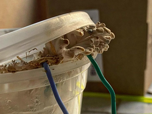 The Enchanted World of Bio-Sonification and Midnight Mushroom Music