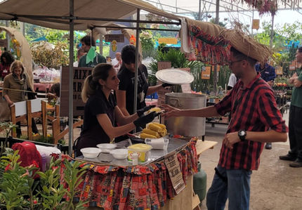 Milho verde cozido para festas juninas