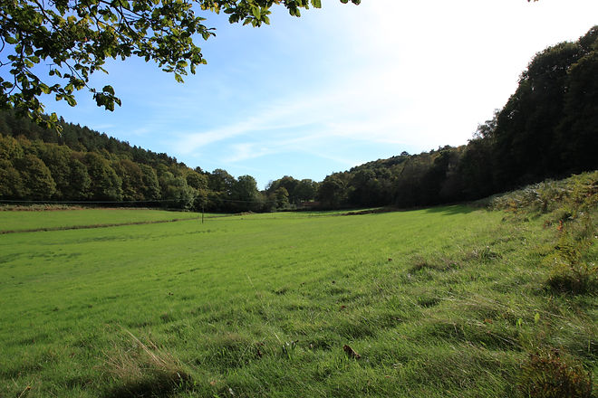 Field view.JPG