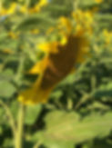 sunflower.JPG