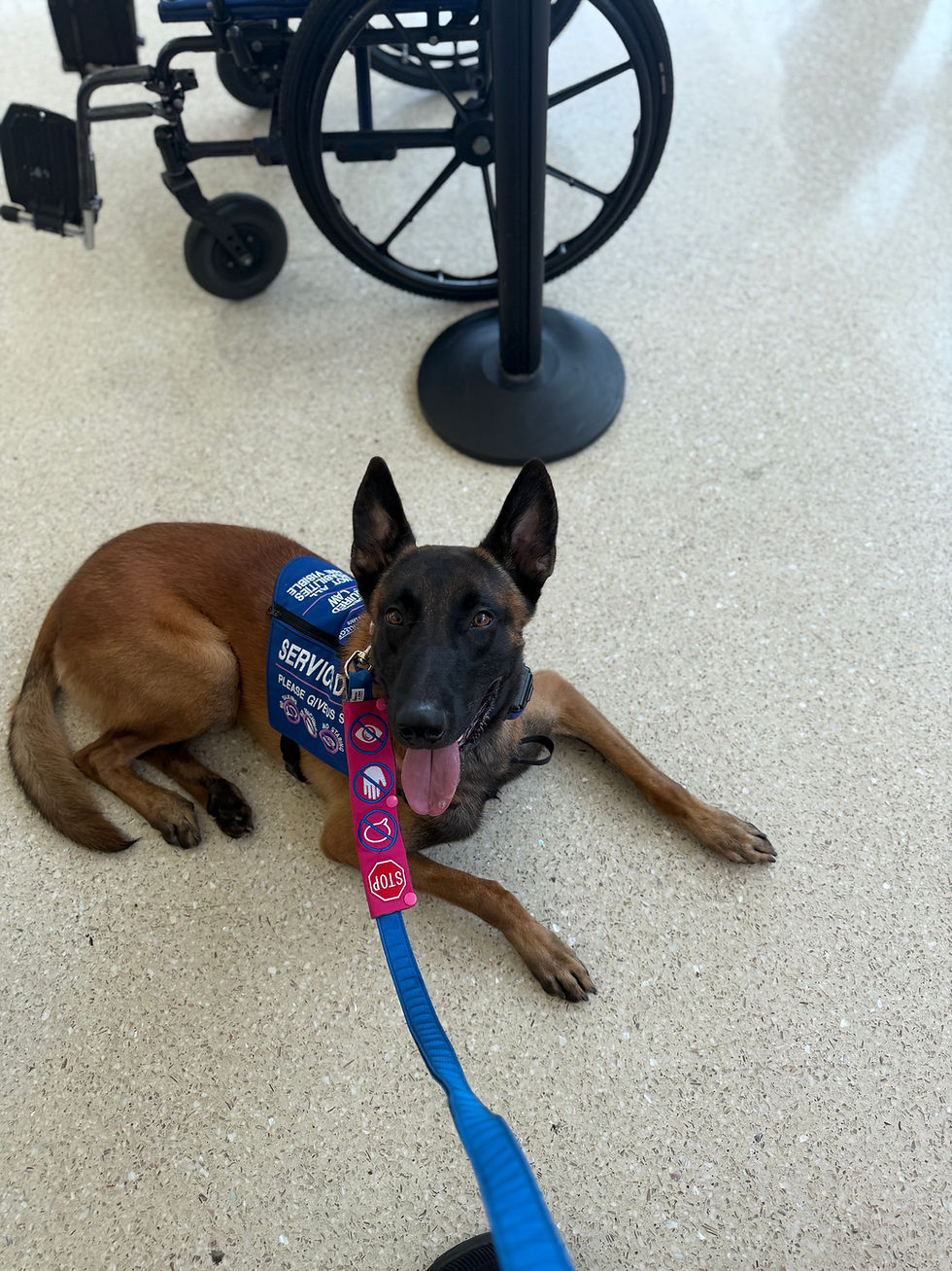 Teddy the Service Dog