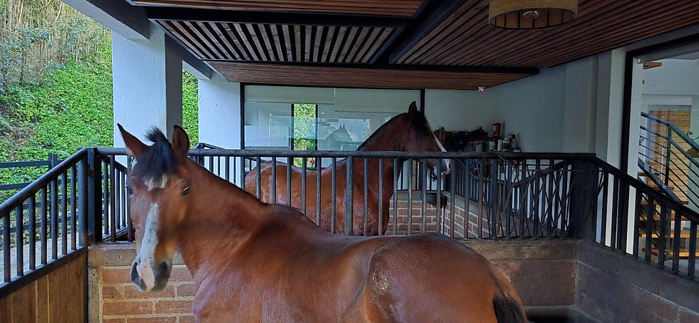 Casa Los Caballos