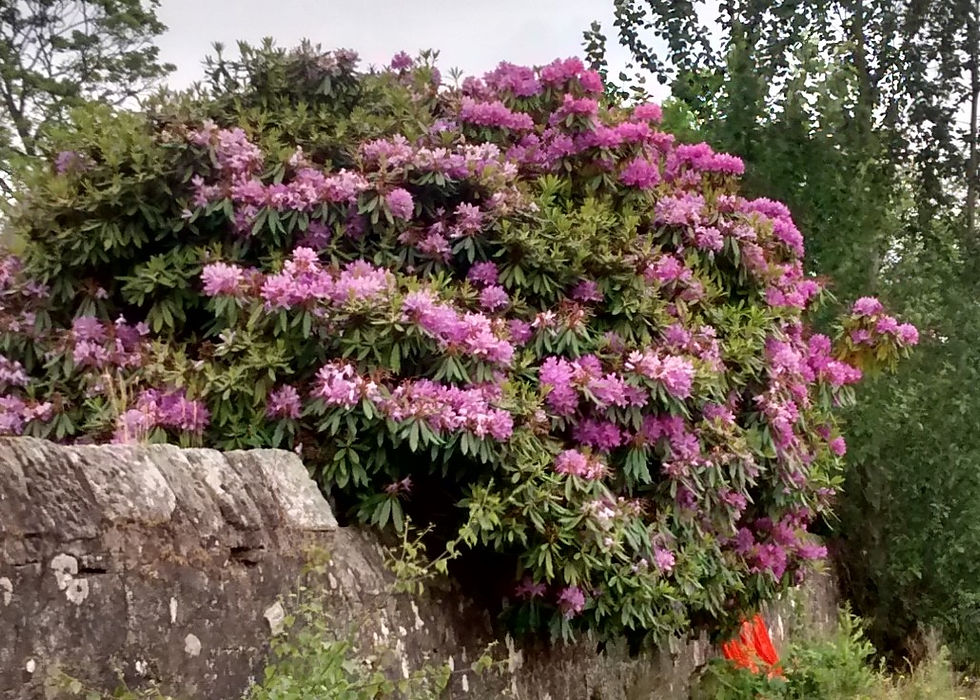 Rhododendron