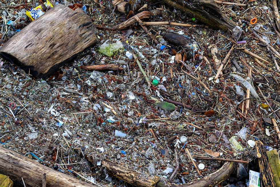 A close-up of the driftwood and seaweed on the beach, heavily contaminated with small plastic pieces.