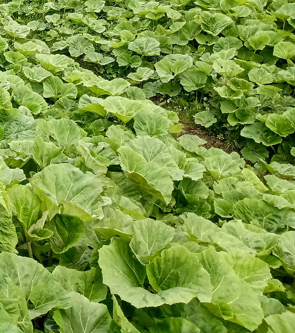 Giant Butterbur