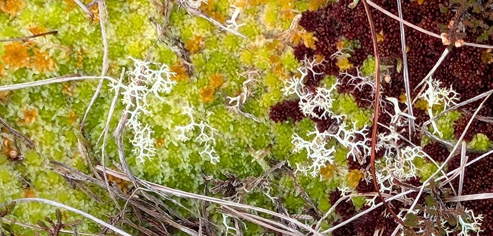 Healthy sphagnum moss and other bog loving plant species