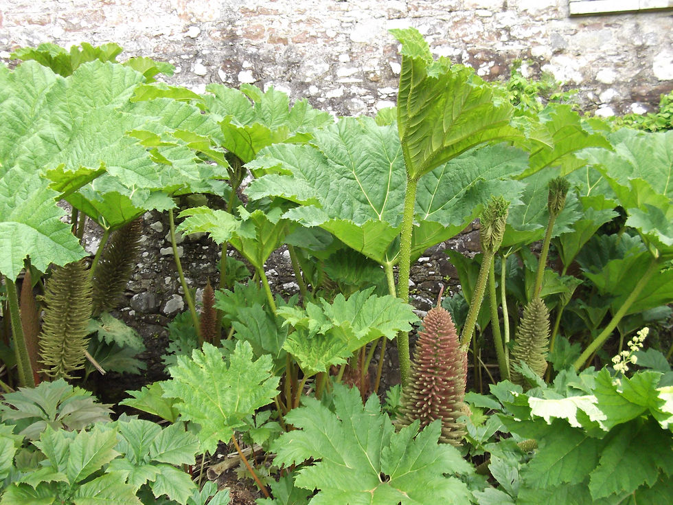 Giant Rhubarb