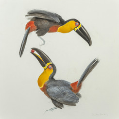 Ariel Toucans Charcoal and watercolour
