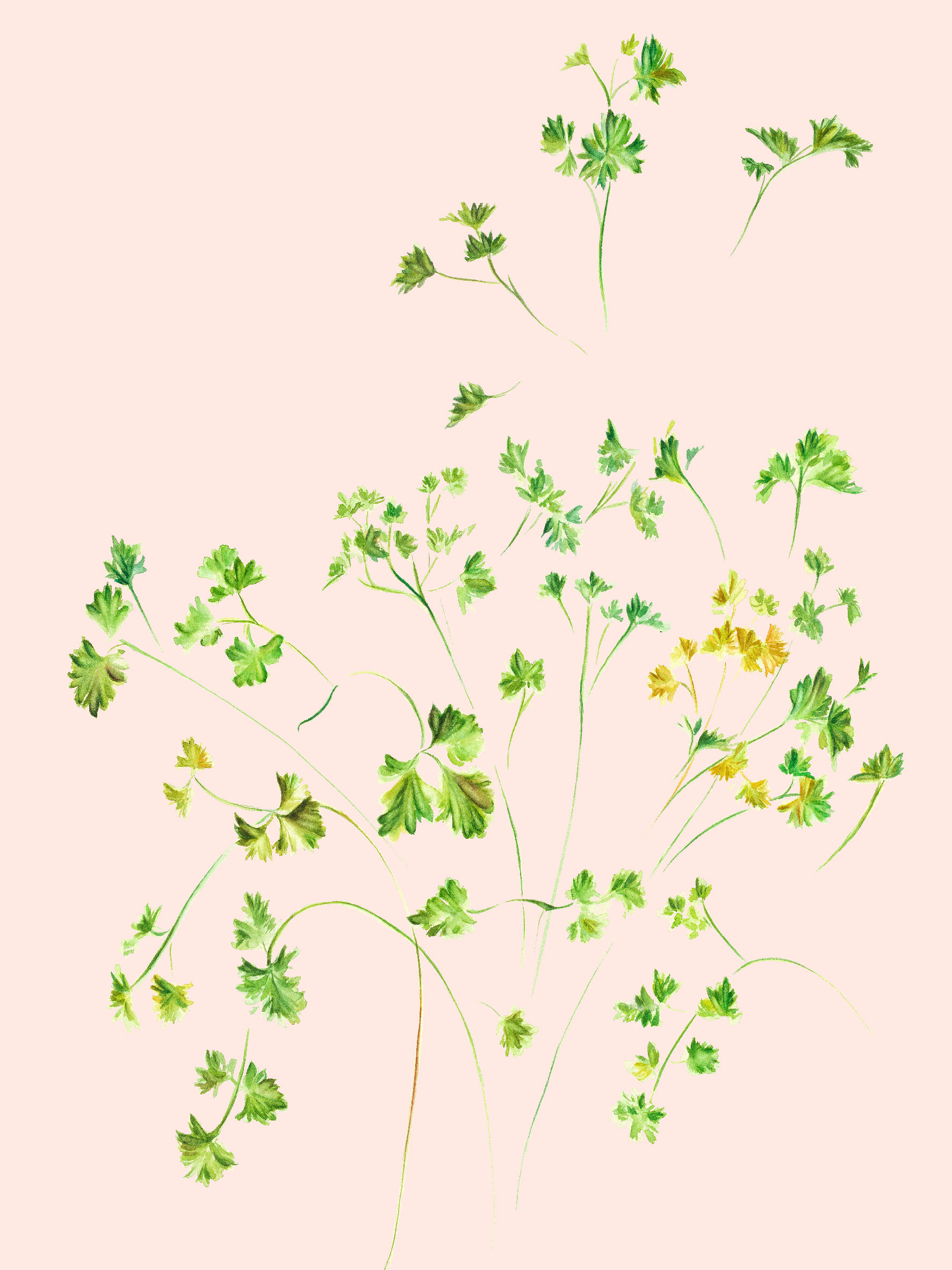 Parsley on Pink Print