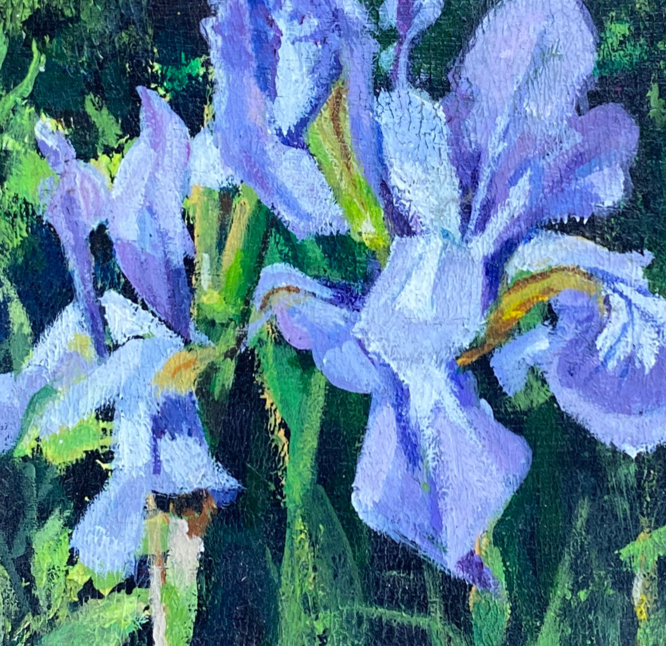 Spring Iris
