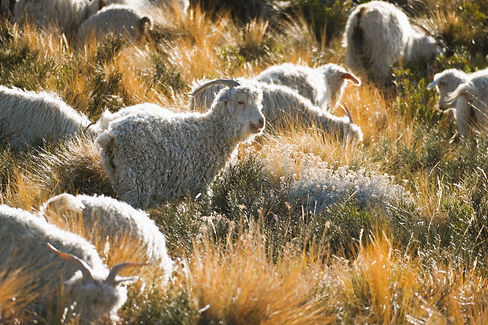 Cabras Angora by Ezequiel Infantino.JPG