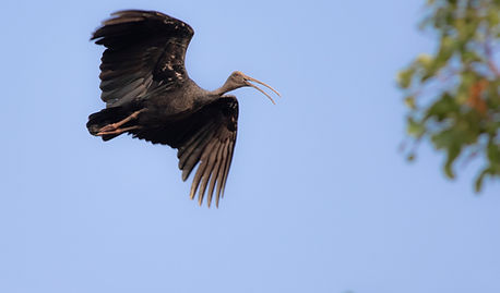 Giant Ibis in Kulen Promtep Wildlife San