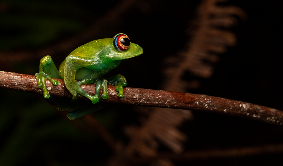 Boophis luteus-4_edited.png