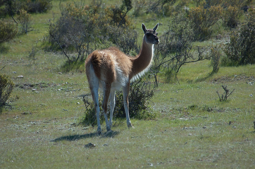 DSC_0149 Guanaco in Cabo dos Bahias Patagonia by G Harris WCS.jpg