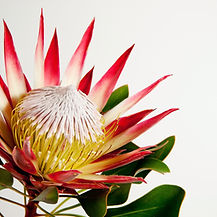 South African Protea flower photographed against light background.jpg
