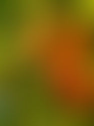 Bearing Good Fruit at Home: Lessons on Love, Effort, and Renewal