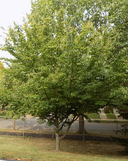 Honeylocust tree