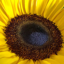 IMG_1723.jpeg