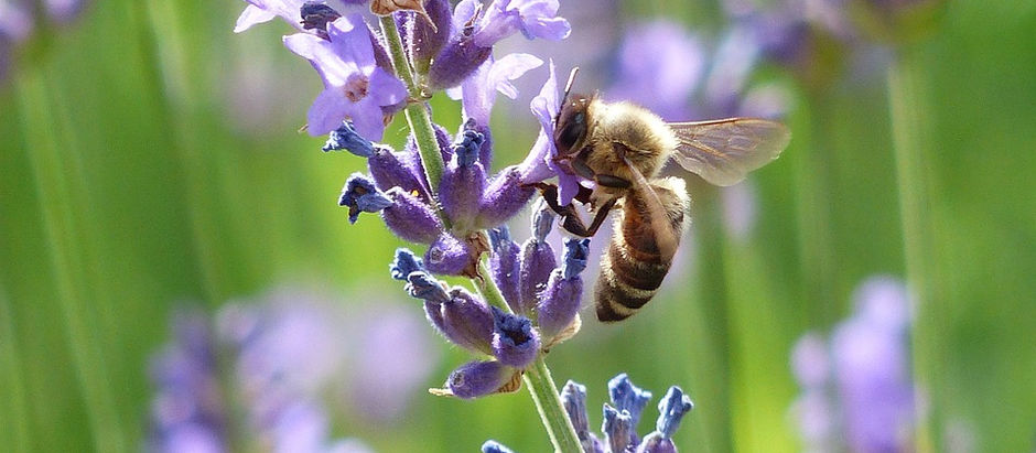 The Road to Doctorhood