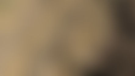 ジャガイモ収穫しました！