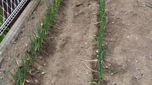 もう、収穫が待ち遠しい（笑）