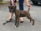 8 weeks old