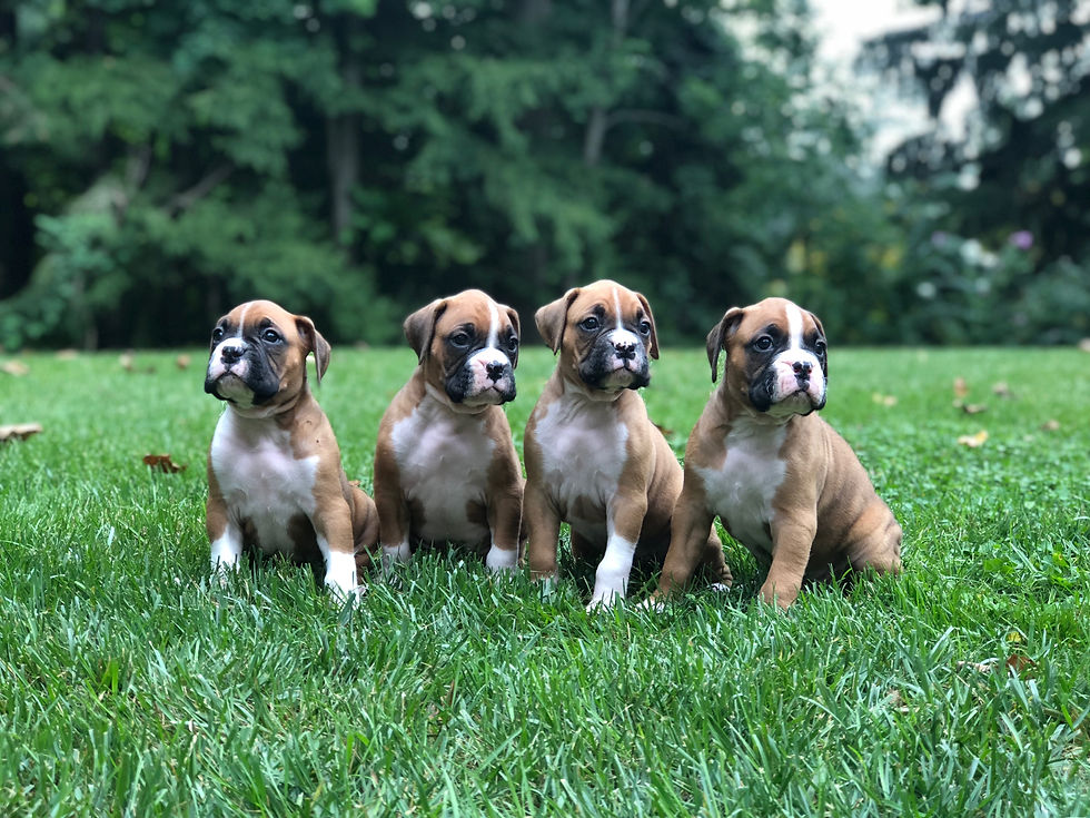Fynn X Quinn Babies