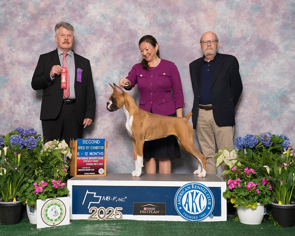 May 2025 - Potomac Boxer Club