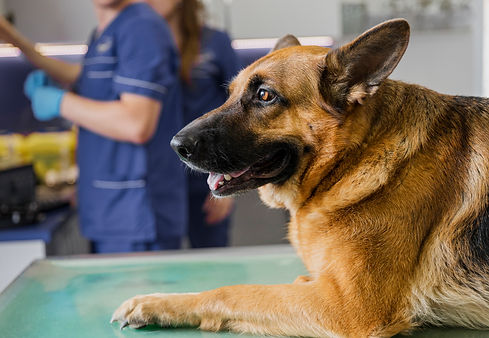 primer-medico-en-clinica-con-perro-sonriente.jpg