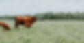 cows 2 copy.jpeg