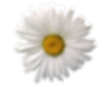marguerite-1506796_1280.png