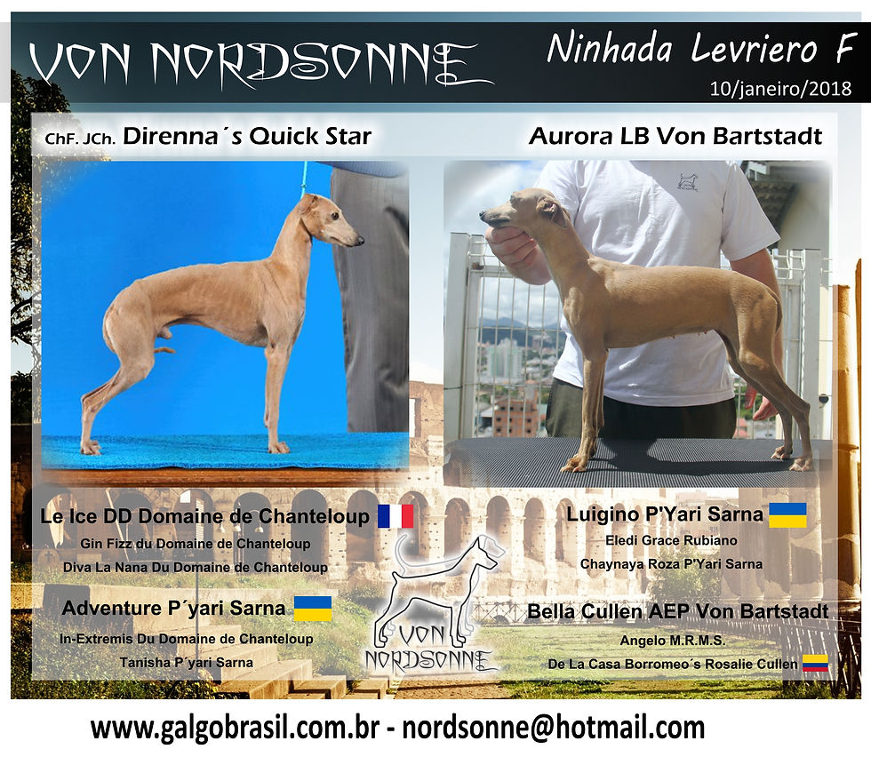 Cartaz ninhada F galgo italiano