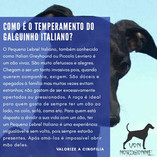galguinho italiano