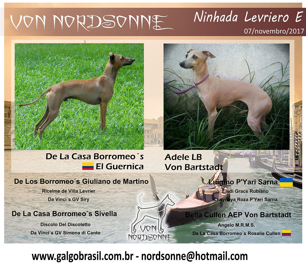 Cartaz ninhada E lebrel