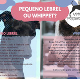 galguinho ou whippet