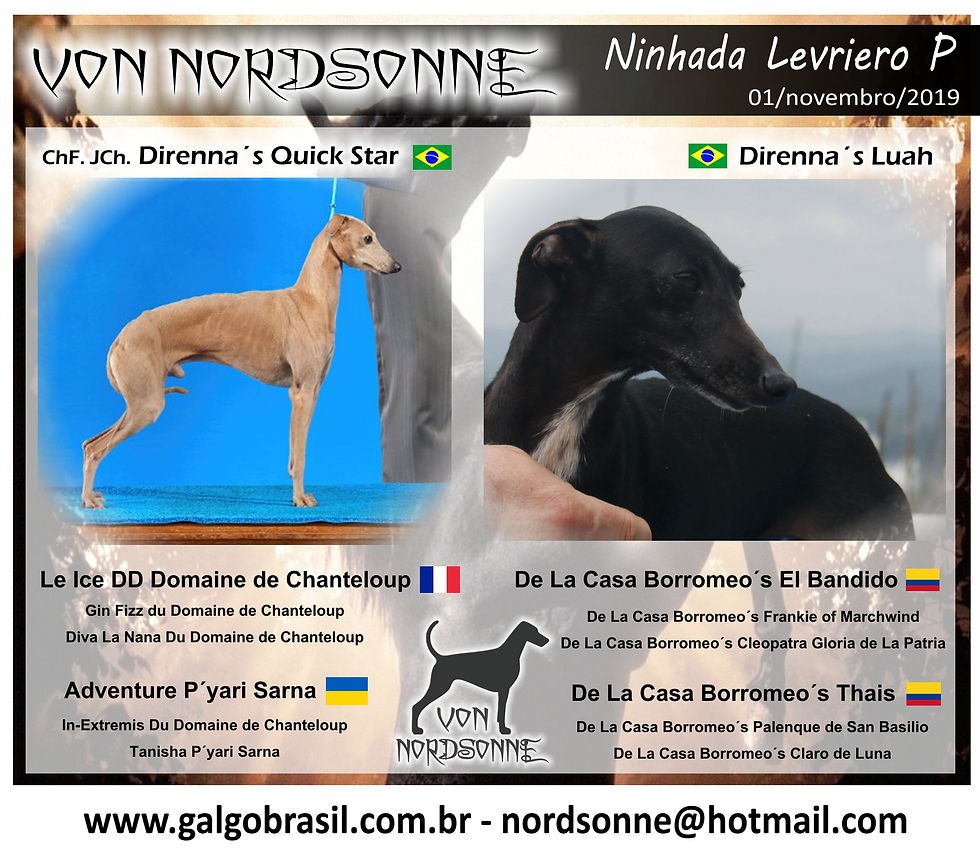 Cartaz ninhada P pequeno lebrel italiano