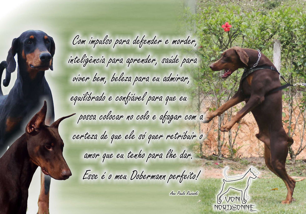 dobermann perfeito