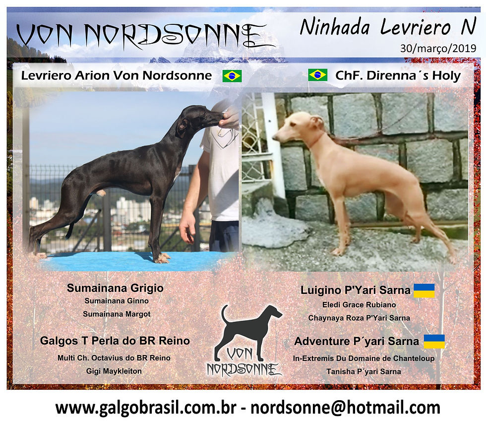 Cartaz ninhada N pequeno lebrel italiano