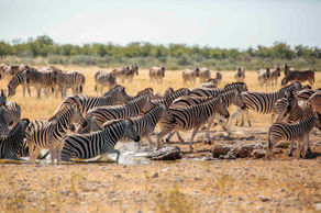 Zebras in Etosha
