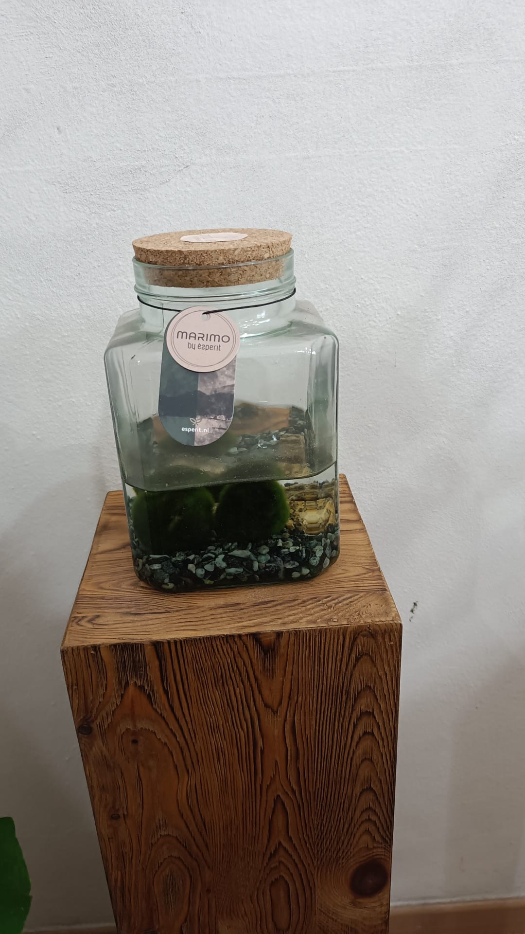 Marimo con sabbia scura - Tulip Flowers