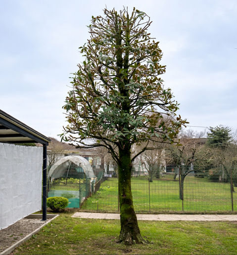 Potatura realizzata a Novellara da Green Garden Solutions