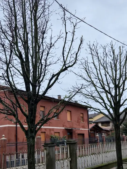 SERVIZI DI POTATURA A NOVELLARA