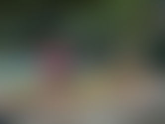 Adestra Pet conclui turma piloto