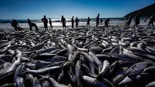 Governo Lula encerra pesca da Tainha e provoca revolta em Santa Catarina
