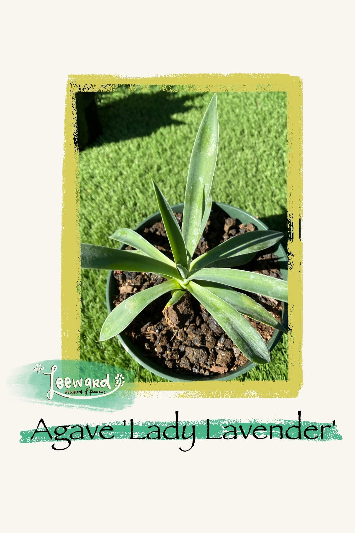 Agave Lady Lavender