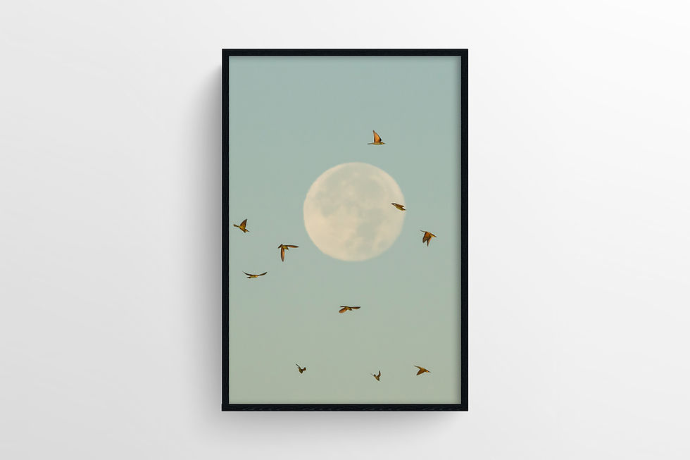 Miniature : Tirage photo Guêpiers d'Europe sous la lune La Chronique du Vivant