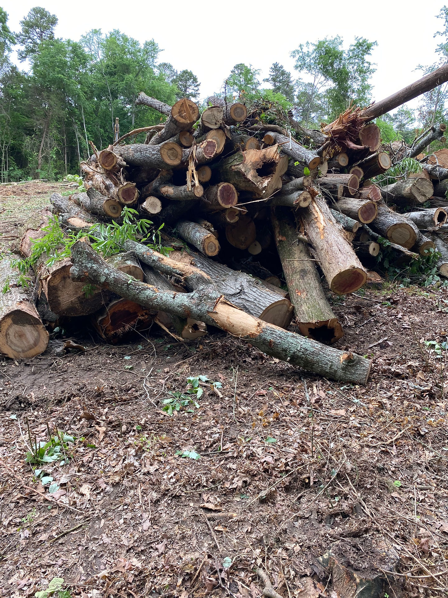 Tree Ismael's Tree Service Charlotte