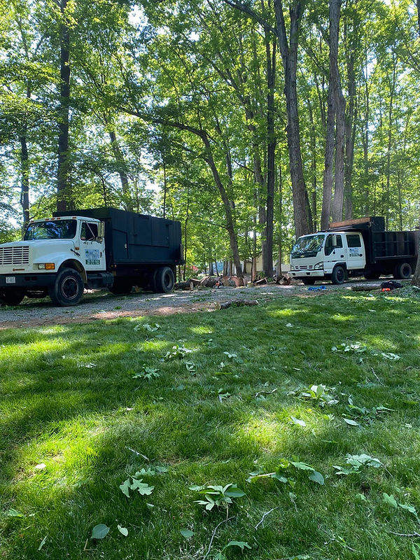 Tree Ismael's Tree Service Charlotte