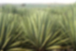 sisalplantkenya.jpeg