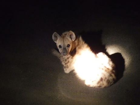 KRUGER NATIONAL PARK 1